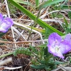 Veronica gracilis at Yaouk, NSW - 5 Nov 2023