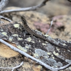 Intellagama lesueurii lesueurii (Eastern Water Dragon) at Bargo, NSW - 10 Nov 2023 by Freebird