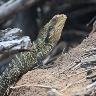 Intellagama lesueurii lesueurii (Eastern Water Dragon) at Bargo, NSW - 10 Nov 2023 by Freebird