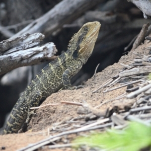 Intellagama lesueurii lesueurii at Wollondilly Local Government Area - 10 Nov 2023 12:37 PM