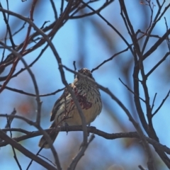 Pyrrholaemus sagittatus (Speckled Warbler) at Woodstock Nature Reserve - 16 Nov 2023 by wombey