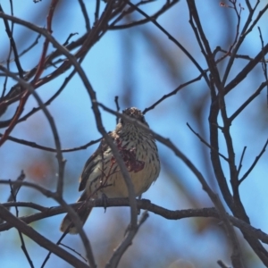 Pyrrholaemus sagittatus at Woodstock Nature Reserve - 17 Nov 2023