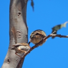 Malurus cyaneus (Superb Fairywren) at Woodstock Nature Reserve - 16 Nov 2023 by wombey