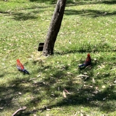 Platycercus elegans (Crimson Rosella) at Acton, ACT - 17 Nov 2023 by courtneyb