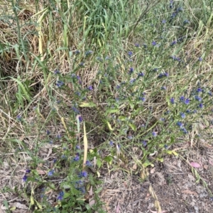 Echium plantagineum at Acton, ACT - 16 Nov 2023 04:12 PM