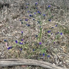 Echium plantagineum at Acton, ACT - 16 Nov 2023 04:12 PM