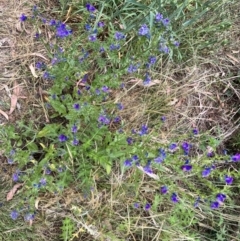 Echium plantagineum at Acton, ACT - 16 Nov 2023 04:12 PM