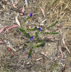 Echium plantagineum at Acton, ACT - 16 Nov 2023 04:12 PM