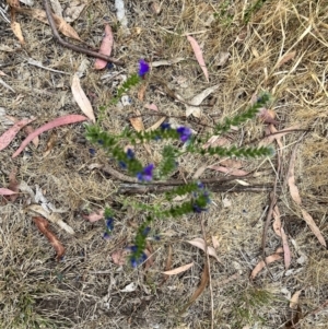 Echium plantagineum at Acton, ACT - 16 Nov 2023 04:12 PM