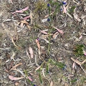 Echium plantagineum at Acton, ACT - 16 Nov 2023 04:12 PM