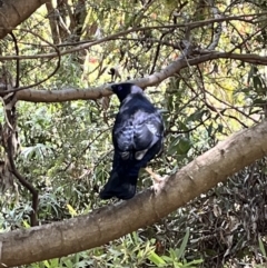 Ptilonorhynchus violaceus (Satin Bowerbird) at Acton, ACT - 17 Nov 2023 by courtneyb