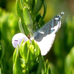 Lampides boeticus (Long-tailed Pea-blue) at Bicentennial Park - 16 Nov 2023 by Paul4K