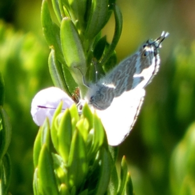 Lampides boeticus (Long-tailed Pea-blue) at Queanbeyan West, NSW - 16 Nov 2023 by Paul4K