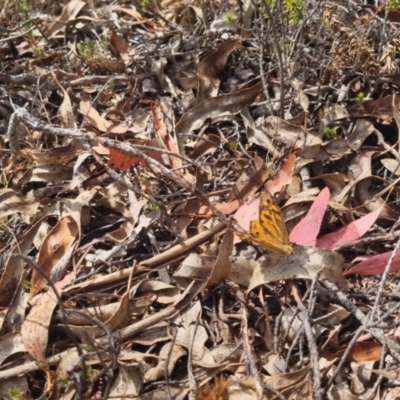 Heteronympha merope (Common Brown Butterfly) at QPRC LGA - 17 Nov 2023 by clarehoneydove