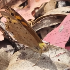 Heteronympha merope at QPRC LGA - 17 Nov 2023