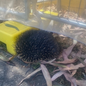 Tachyglossus aculeatus at Parkes, ACT - 17 Nov 2023