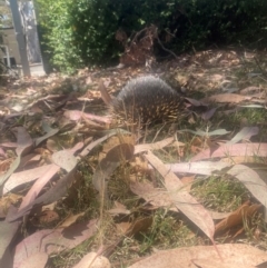 Tachyglossus aculeatus at Parkes, ACT - 17 Nov 2023