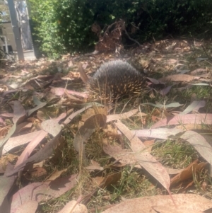 Tachyglossus aculeatus at Parkes, ACT - 17 Nov 2023