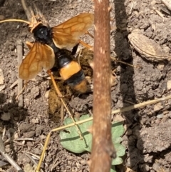 Cryptocheilus bicolor (Orange Spider Wasp) at Flea Bog Flat to Emu Creek Corridor - 17 Nov 2023 by JohnGiacon