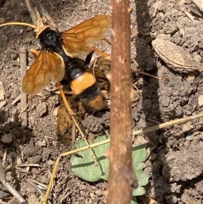 Cryptocheilus bicolor (Orange Spider Wasp) at Emu Creek Belconnen (ECB) - 17 Nov 2023 by JohnGiacon