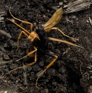 Cryptocheilus bicolor at Undefined Area - 17 Nov 2023 01:27 PM