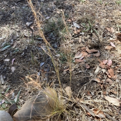 Austrostipa scabra (Corkscrew Grass, Slender Speargrass) at Emu Creek - 17 Nov 2023 by JohnGiacon