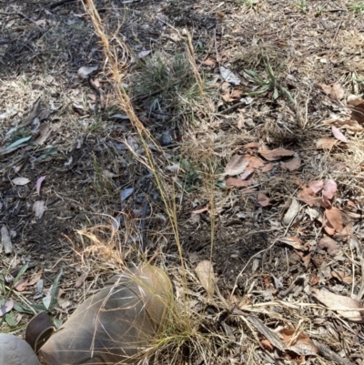 Austrostipa scabra (Corkscrew Grass, Slender Speargrass) at Emu Creek Belconnen (ECB) - 17 Nov 2023 by JohnGiacon