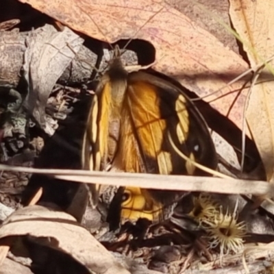 Heteronympha merope (Common Brown Butterfly) at Bungendore, NSW - 17 Nov 2023 by clarehoneydove