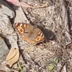 Junonia villida at QPRC LGA - 17 Nov 2023