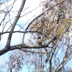 Todiramphus sanctus at QPRC LGA - 17 Nov 2023 02:37 PM