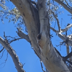 Todiramphus sanctus at QPRC LGA - 17 Nov 2023 02:37 PM