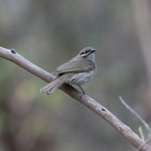 Caligavis chrysops at Sarabah, QLD - 7 Nov 2023