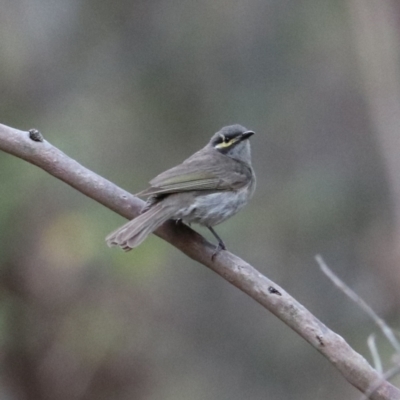 Caligavis chrysops (Yellow-faced Honeyeater) at Sarabah, QLD - 7 Nov 2023 by Rixon