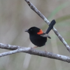 Malurus melanocephalus (Red-backed Fairywren) at Cainbable, QLD - 7 Nov 2023 by Rixon