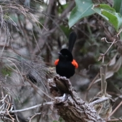 Malurus melanocephalus at Cainbable, QLD - 7 Nov 2023 07:04 PM