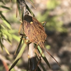 Poecilometis strigatus (Gum Tree Shield Bug) at Waramanga, ACT - 17 Nov 2023 by LOz
