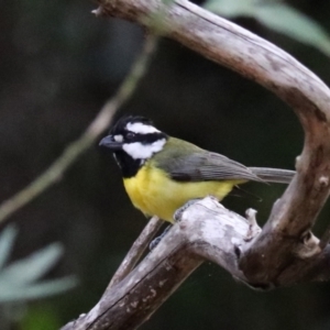 Falcunculus frontatus at Lamington National Park - 7 Nov 2023 06:19 PM