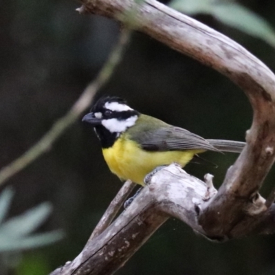 Falcunculus frontatus (Eastern Shrike-tit) at Lamington National Park - 7 Nov 2023 by Rixon