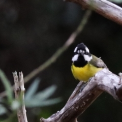 Falcunculus frontatus at Lamington National Park - 7 Nov 2023 06:19 PM