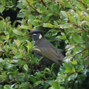 Meliphaga lewinii at Lamington National Park - 7 Nov 2023