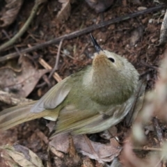 Sericornis magnirostra (Large-billed Scrubwren) at Lamington National Park - 7 Nov 2023 by Rixon