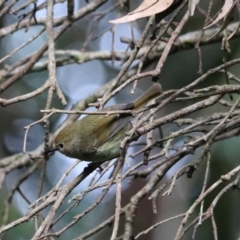 Sericornis magnirostra at Lamington National Park - 7 Nov 2023 11:13 AM