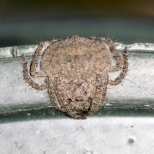 Dolophones sp. (genus) at Higgins, ACT - 17 Nov 2023 12:11 PM