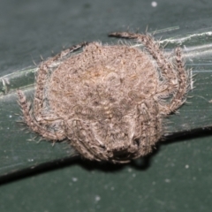 Dolophones sp. (genus) at Higgins, ACT - 17 Nov 2023 12:11 PM