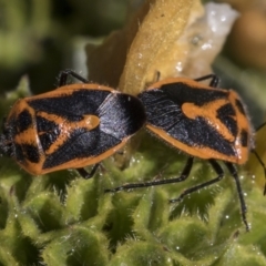 Agonoscelis rutila (Horehound bug) at Higgins, ACT - 17 Nov 2023 by AlisonMilton