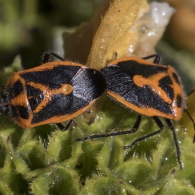 Agonoscelis rutila (Horehound bug) at Higgins, ACT - 16 Nov 2023 by AlisonMilton