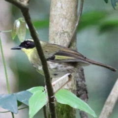 Neosericornis citreogularis (Yellow-throated Scrubwren) at Cainbable, QLD - 7 Nov 2023 by Rixon