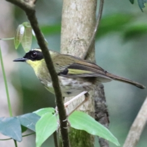 Neosericornis citreogularis at Cainbable, QLD - 7 Nov 2023 09:57 AM