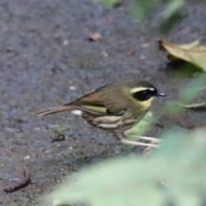 Neosericornis citreogularis at Cainbable, QLD - 7 Nov 2023 09:57 AM