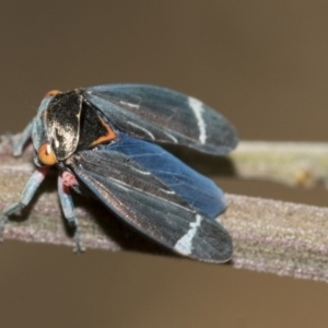 Eurymeloides lineata at Higgins, ACT - 17 Nov 2023 08:42 AM